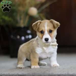 Fern, Pembroke Welsh Corgi Puppy